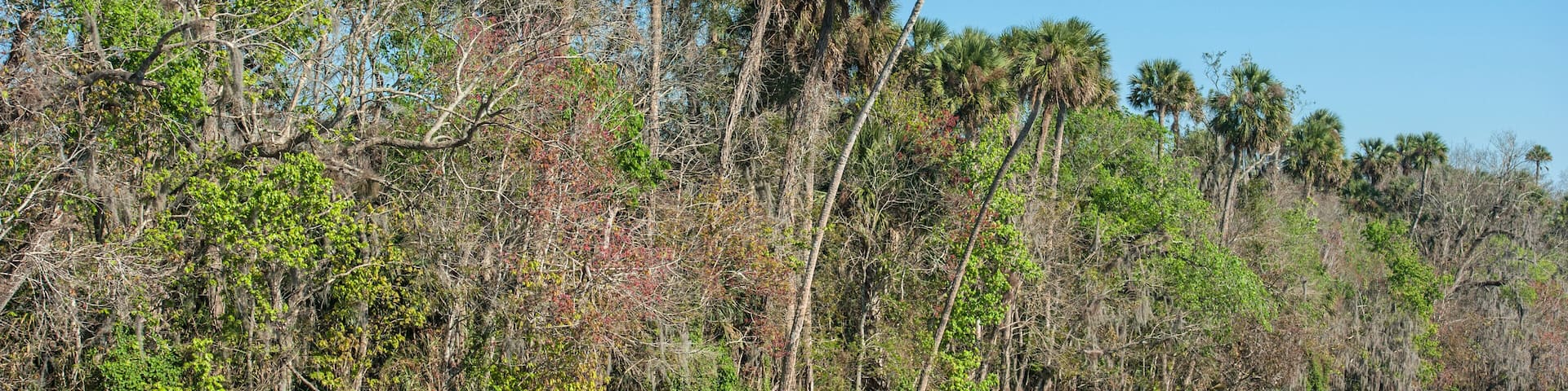 USA, Florida, Orange City, St. Johns River, Blue Spring State Park.