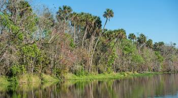 USA, Florida, Orange City, St. Johns River, Blue Spring State Park.