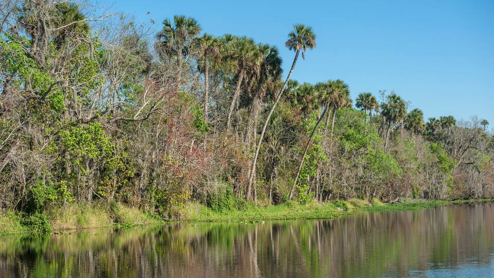 USA, Florida, Orange City, St. Johns River, Blue Spring State Park.