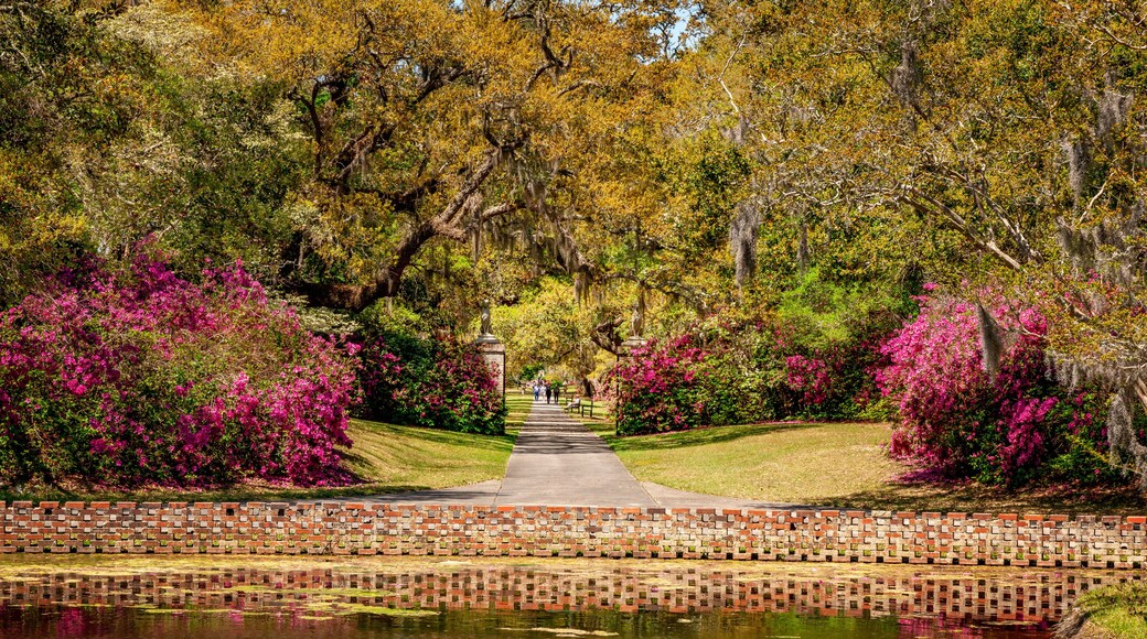 Live Oaks and Azalea in Spring - South Carolina