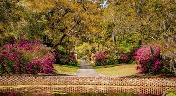 Live Oaks and Azalea in Spring - South Carolina