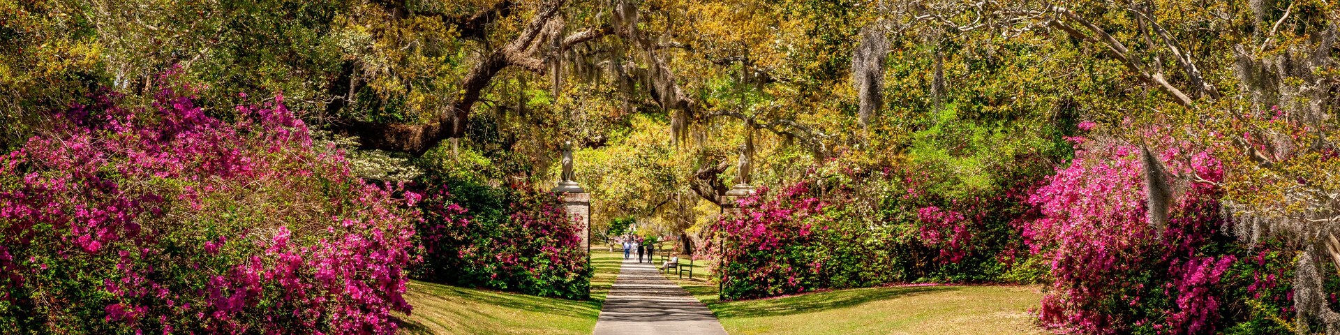 Live Oaks and Azalea in Spring - South Carolina