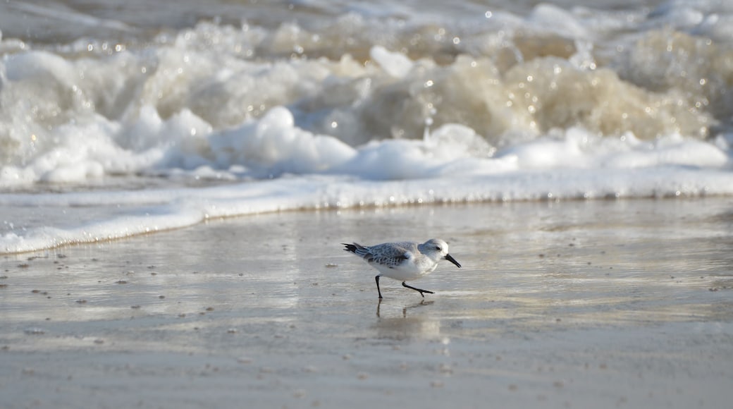 Prime Hook Beach