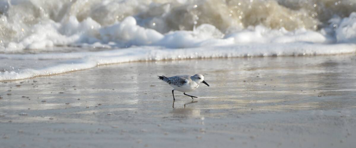 Sand piper on beach with waves crashing in background
