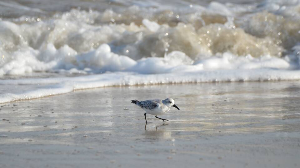 A bird on a wet beach with waves in the background.