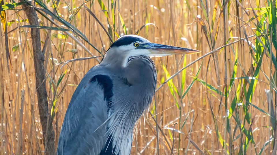 A heron standing in tall, dry reeds.