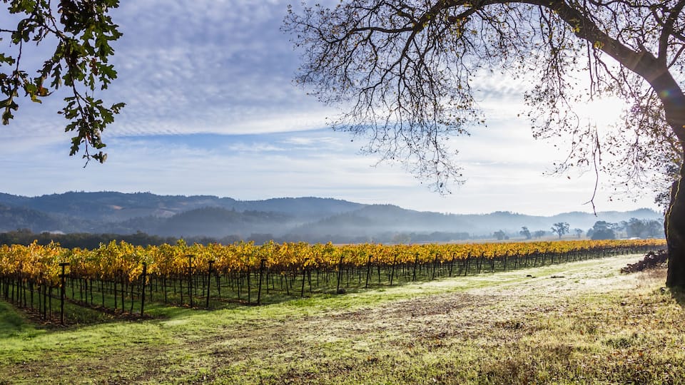 autumn morning in Napa Valley