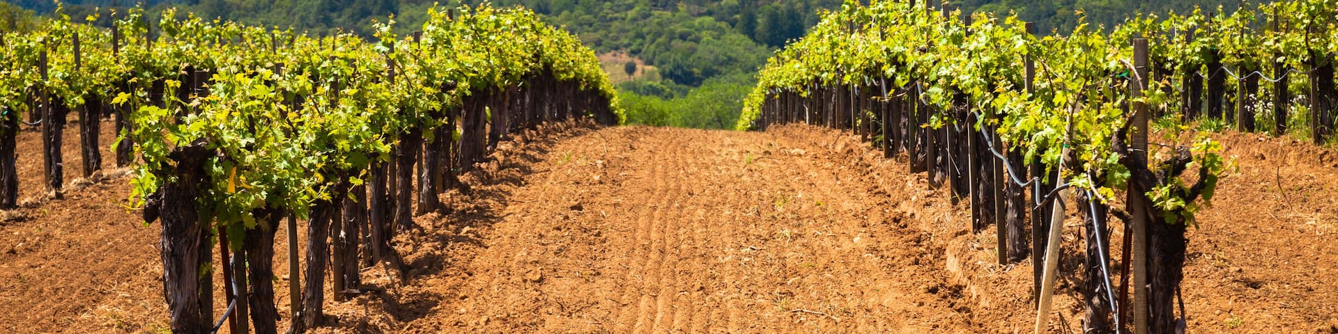 Dry Creek Valley Vineyards