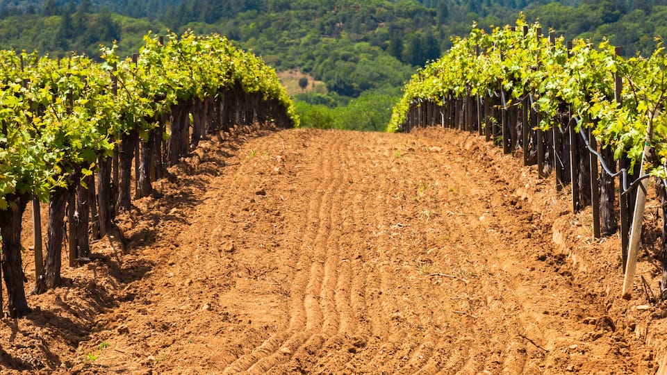 Dry Creek Valley Vineyards