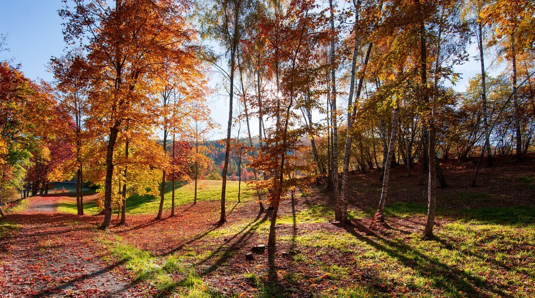 the beautiful autumn colors with the sun's rays