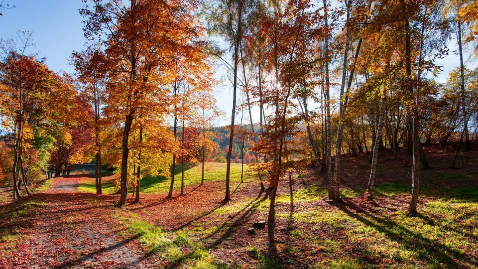the beautiful autumn colors with the sun's rays