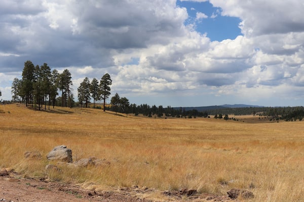 Mountain landscape in fall in Apache National Forest Arizona