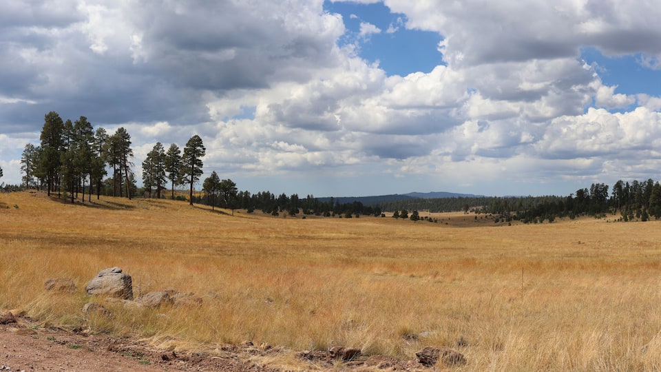 Mountain landscape in fall in Apache National Forest Arizona