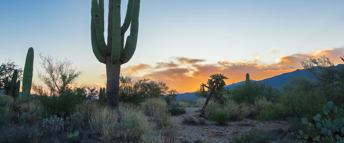 A large saguaro cactus standing at dawn in the Saguaro National Park near Tucson Arizona.