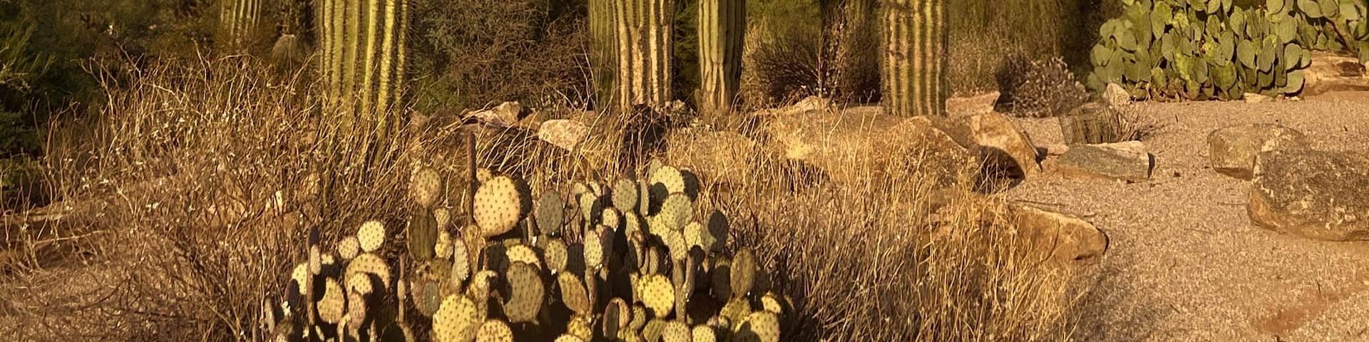 Saguaro Cacti at Sunset in Gilbert, Arizona Desert Landscape
