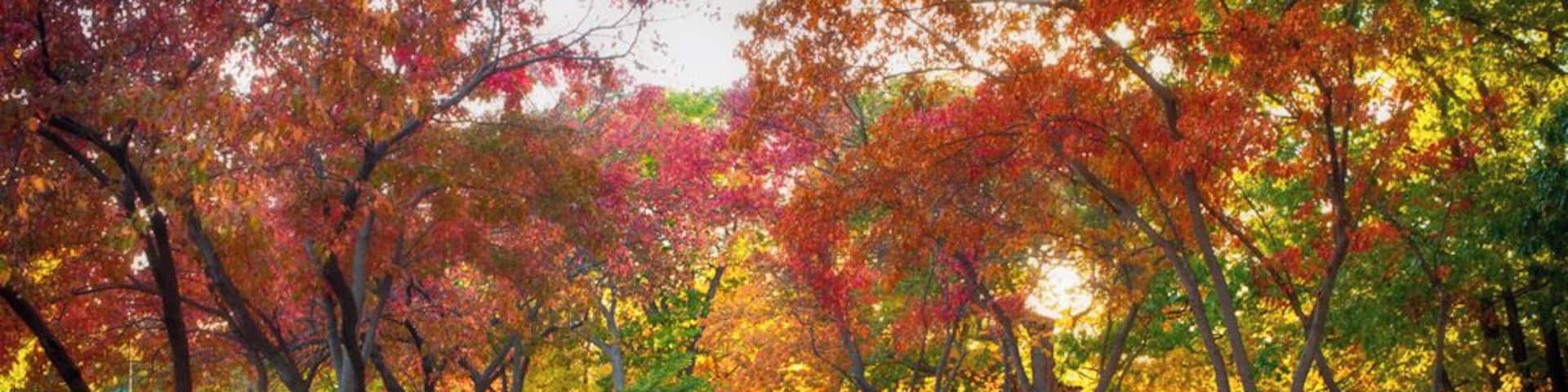 Best Places in Twin Cities to Take Fall Portraits
Plenty of maple trees, not crowded in the morning, gets very good natural West light in the afternoon.
http://joycedz.com/best-fall-photos