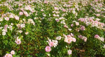 Shasta-Hanchett Park