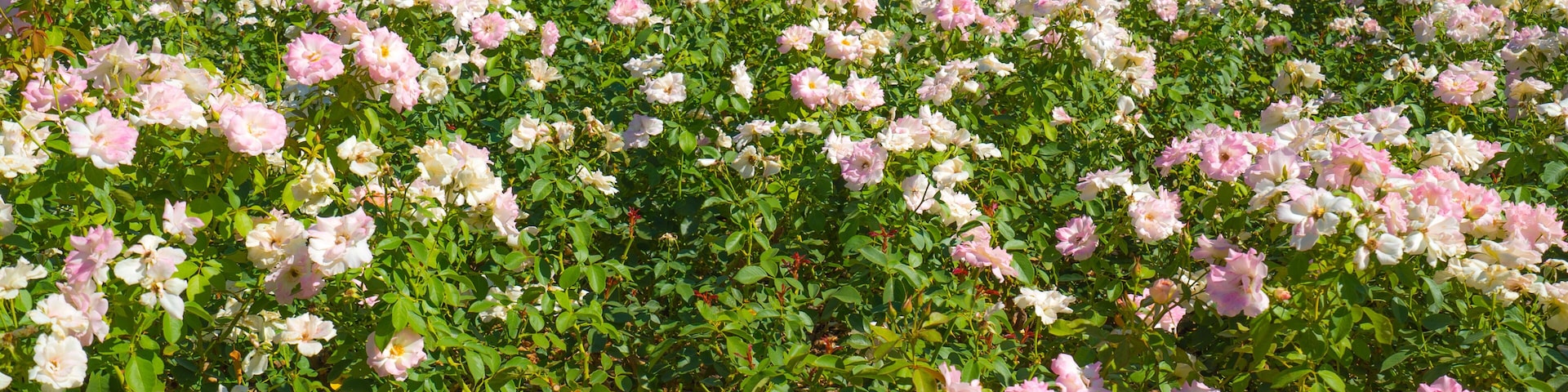Um jardim com muitas rosas cor-de-rosa e brancas.