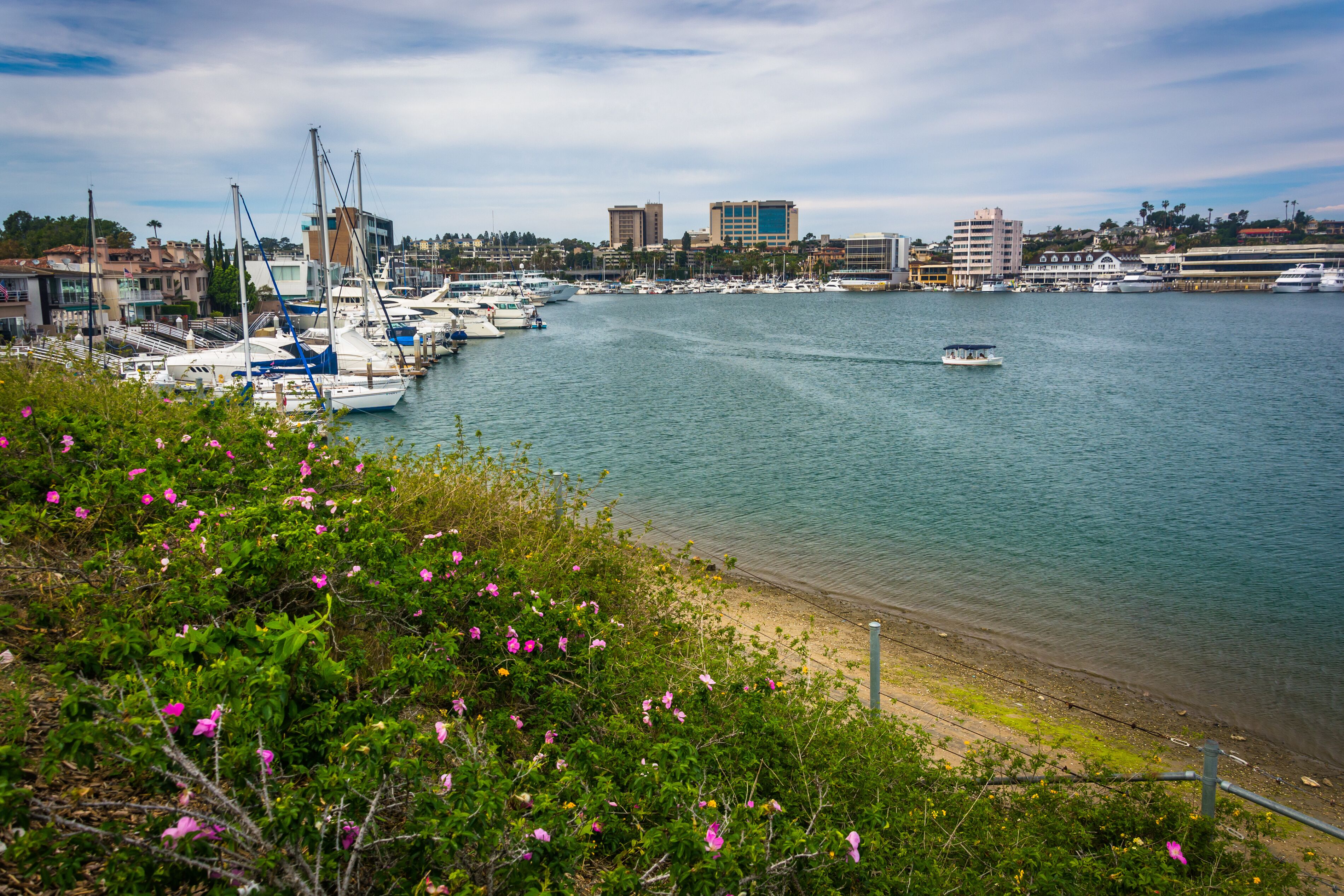 Flowers and view of the harbor, seen from Lido Isle, in Newport