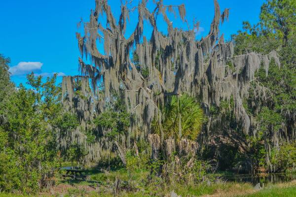 The beautiful tree lined Hurrah Lake in Alafia River State Park, Lithia, Hillsborough County, Florida