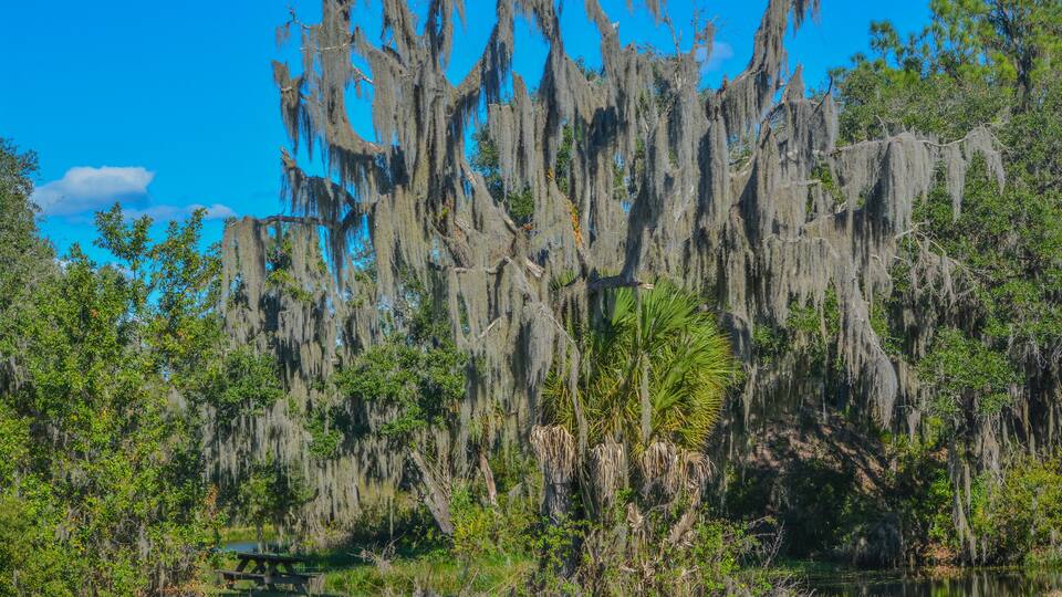 The beautiful tree lined Hurrah Lake in Alafia River State Park, Lithia, Hillsborough County, Florida