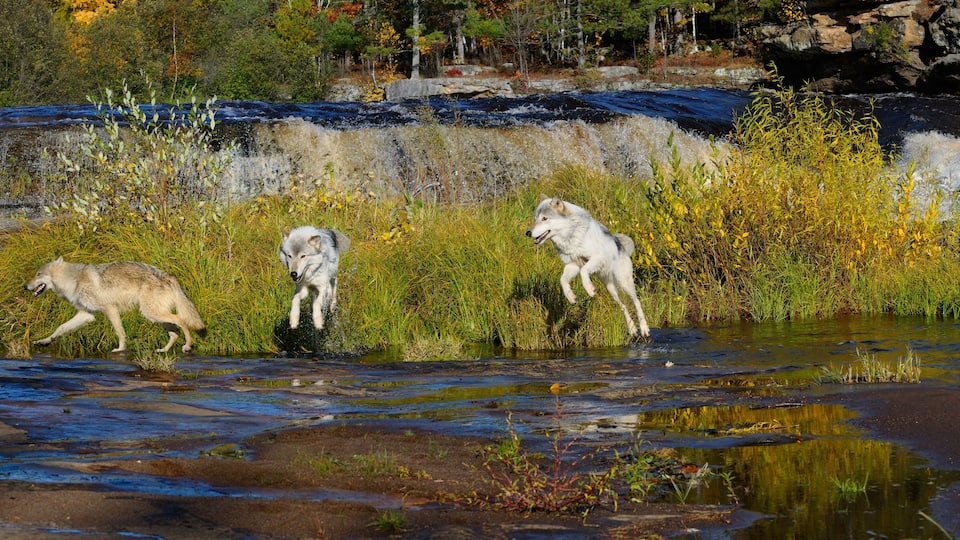 Gray Wolves jumping on the shores of the Kettle River under a waterfall in Banning State Park Minnesota