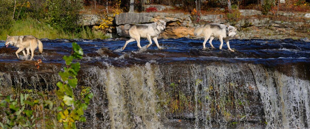 Panorama of Gray Wolves crossing a river above a waterfall on the Kettle River Banning State Park Minnesota