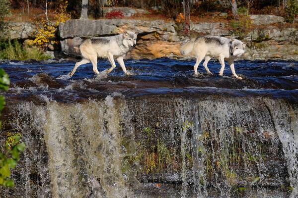 Panorama of Gray Wolves crossing a river above a waterfall on the Kettle River Banning State Park Minnesota