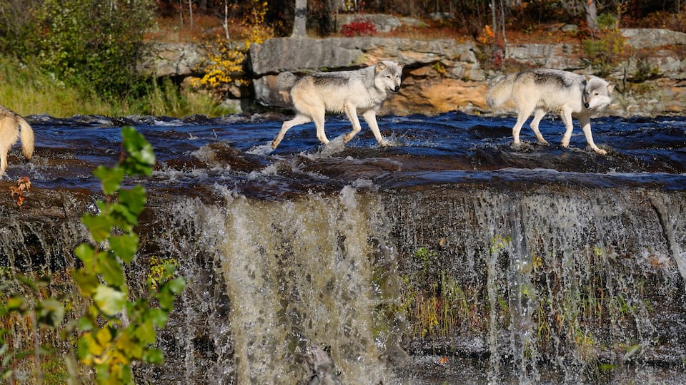 Panorama of Gray Wolves crossing a river above a waterfall on the Kettle River Banning State Park Minnesota