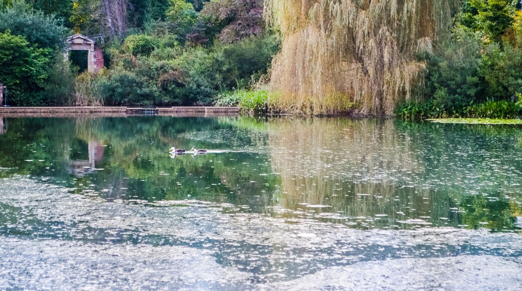 วิลโลว์เลค