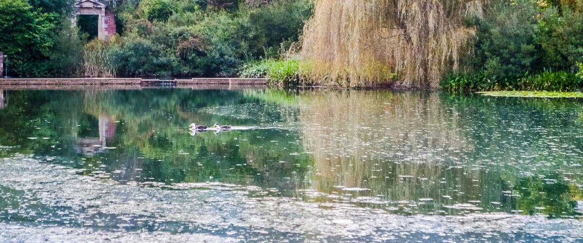 Two ducks swimming in pond with willow tree in autumn