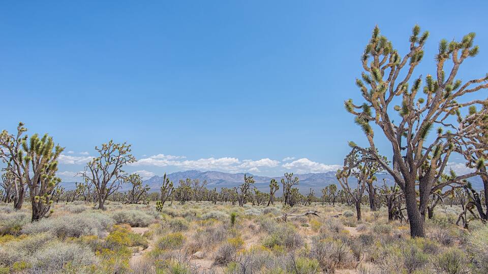 Joshua Tree Forest, Mojave National Preserve, CA