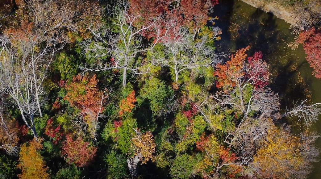 Vista aérea de un bosque con un río.