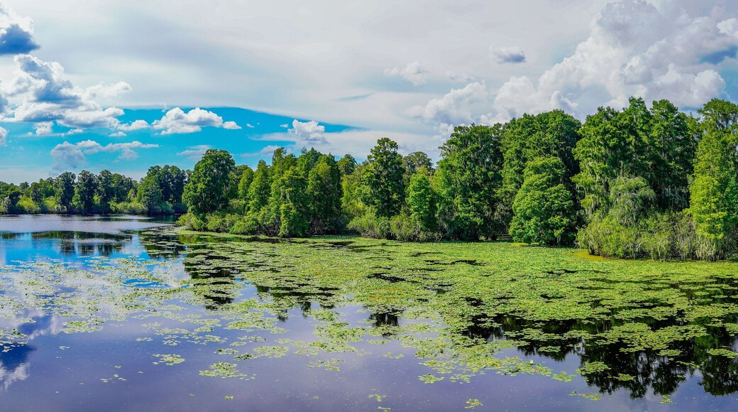 Landscape of Hillsborough river at Lettuce lake park
