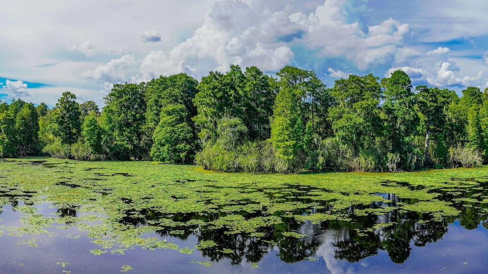 Landscape of Hillsborough river at Lettuce lake park