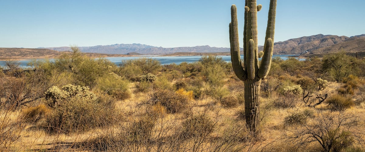 Saguaro Cactus and Roosevelt Lake