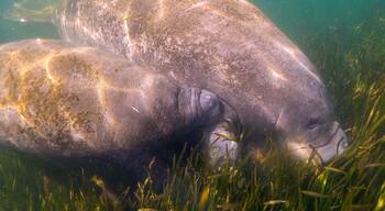 A Florida Manatee