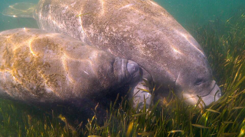 A Florida Manatee (Trichechus manatus latirostris) calf nurses at its mother's side. West Indian Manatees are related to elephants. Their status was changed from endangered to threatened in 2017.