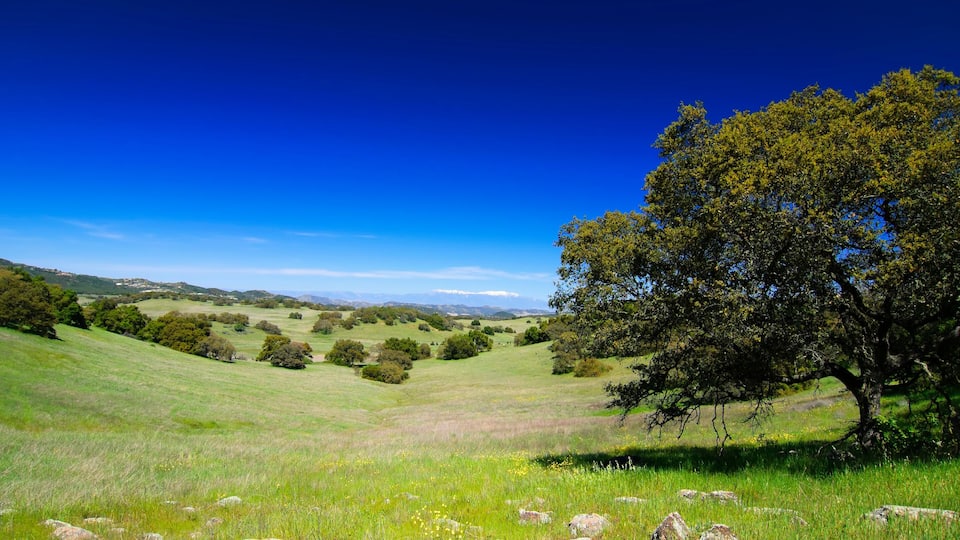 Santa Rosa Plateau in spring
