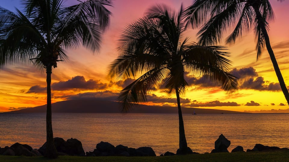 Hawaii sunset with palm trees