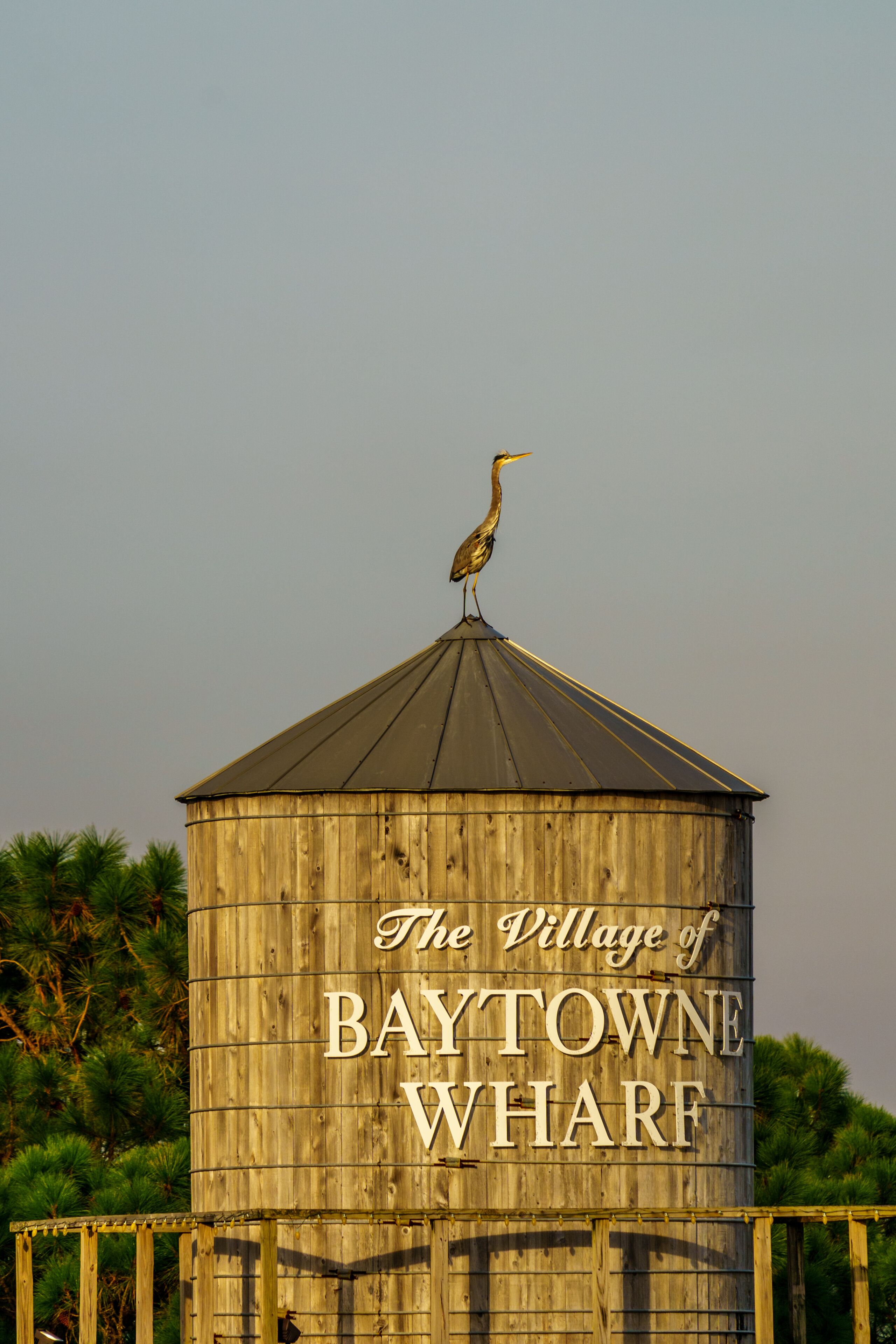 The Mayor of Baytowne Wharf
