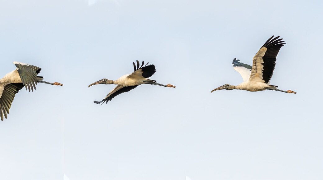Composite of four photos of a Wood Stork (Mycteria americana) flying over Merritt Island National Wildlife Refuge, Florida, USA.