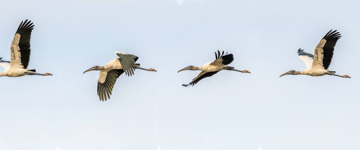 Composite of four photos of a Wood Stork (Mycteria americana) flying over Merritt Island National Wildlife Refuge, Florida, USA.