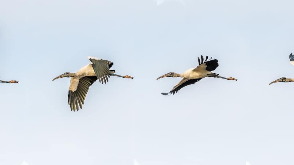 Composite of four photos of a Wood Stork (Mycteria americana) flying over Merritt Island National Wildlife Refuge, Florida, USA.