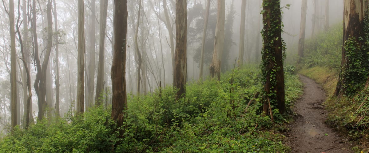 Eucalyptus Forest Cloud. Summer fog blowing in Mount Sutro Open Space Preserve, San Francisco, California, USA.