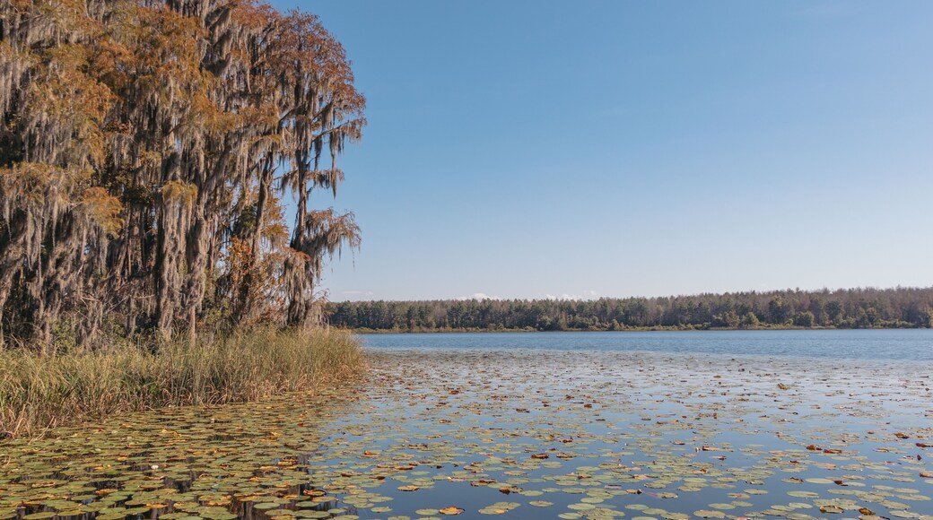Lake Louisa State Park in the Fall in Clermont, a suburb of Orlando, Florida