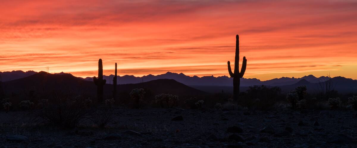 Sunset in the Arizonan desert with silhouetted saguaro cactus