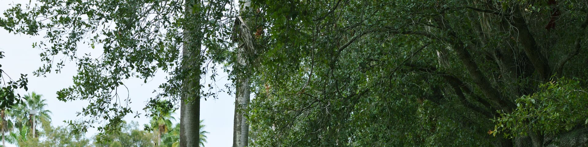 Tree Orchard in front of Sawgrass Mills Outlets Complex in Fort Lauderdale, South Florida, USA