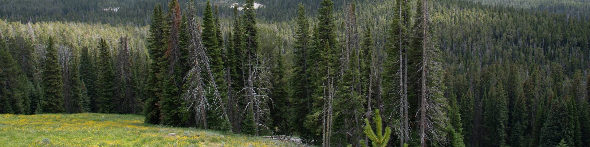 A mountainous landscape with a dense forest, a clear sky, and distant mountain ranges.