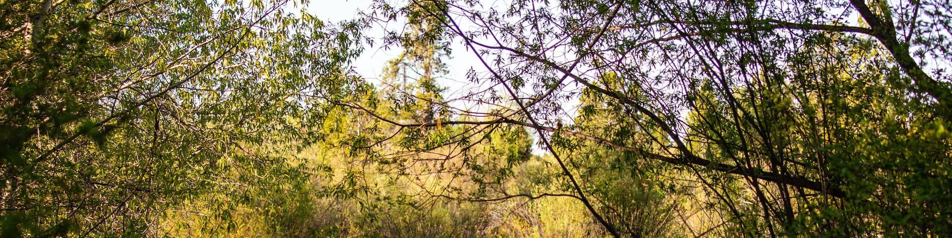 Small stream near Wilson, Wyoming in the Jackson Hole Valley